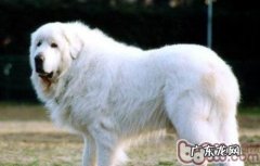 狗狗肺炎的发病原因及病症