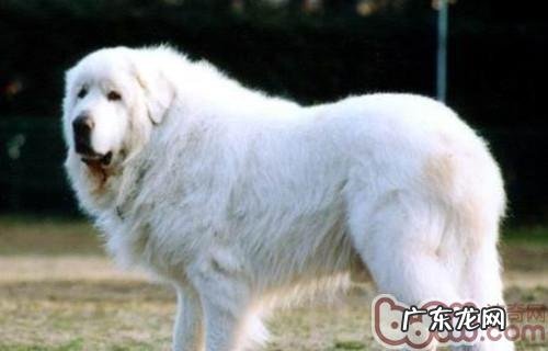 狗狗肺炎的发病原因及病症