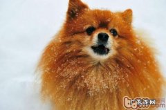 主人家不能不知道的小狗妇科病