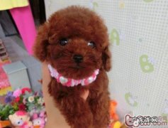 为小狗接产的方式