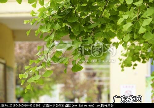 描写春天银杏树的句子 【抖音文案】描写春天的银杏树的段落100