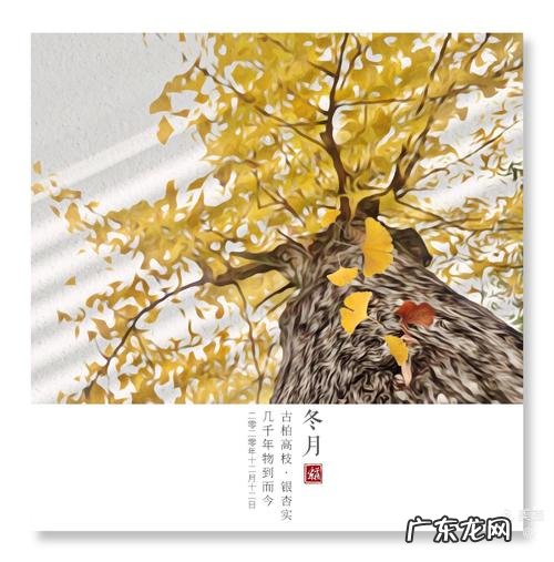 冬天银杏树的描写优美段落 【抖音文案】描写冬天银杏树的好句