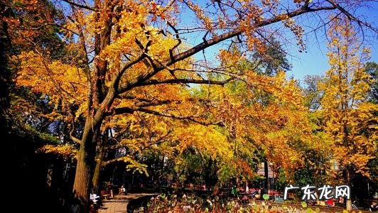 冬天银杏树的描写优美段落 【抖音文案】描写冬天银杏树的好句