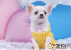 幼狗肚子胖需立即除虫