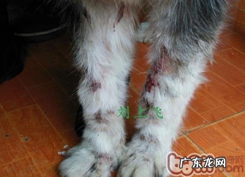 一例犬蠕形螨的病例分析