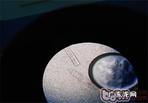 一例犬蠕形螨的病例分析