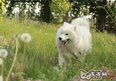 狂犬病毒重在防止