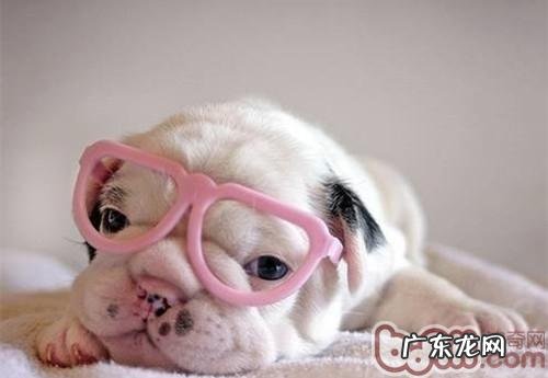 小狗软骨病的病症及归类