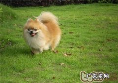 小狗中毒了的紧急措施