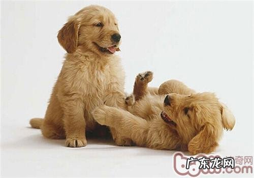 小狗吃大便的缘故