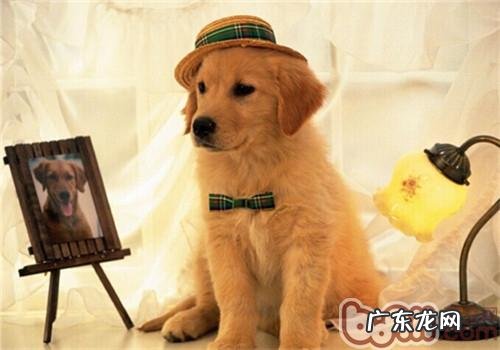 犬巴贝斯虫病的确诊与医治