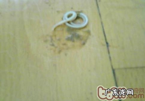 探讨小宠物异嗜癖