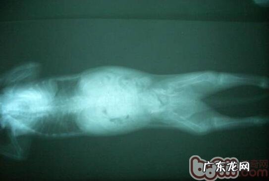 探讨小宠物异嗜癖