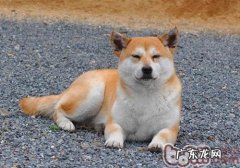 探讨小宠物异嗜癖