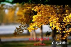 描写银杏树叶黄了的句子 【抖音文案】描写银杏树叶变黄的优美句子