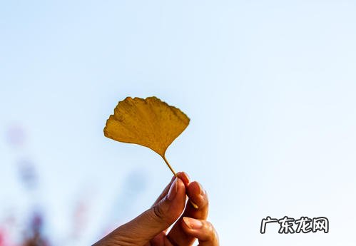 描写银杏树叶黄了的句子 【抖音文案】描写银杏树叶变黄的优美句子