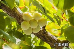 赞美银杏树的唯美短句 【抖音文案】赞美银杏树果实累累短句