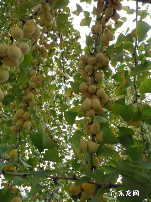 赞美银杏树的唯美短句 【抖音文案】赞美银杏树果实累累短句