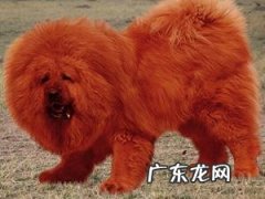 藏獒犬多少钱一只 藏獒价格