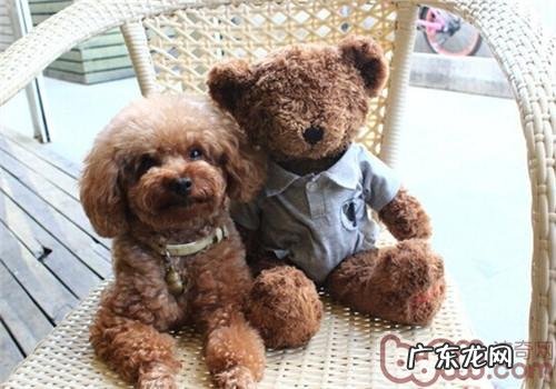 犬肠套叠的预防