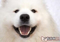 小狗牙龈肿痛的发病原因及病症