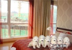 小狗身体蛔虫症