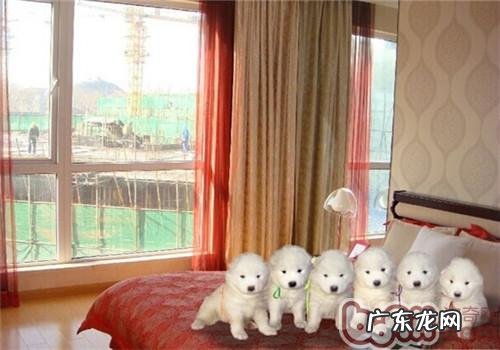 小狗身体蛔虫症