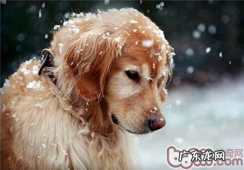 什么叫布氏杆菌病