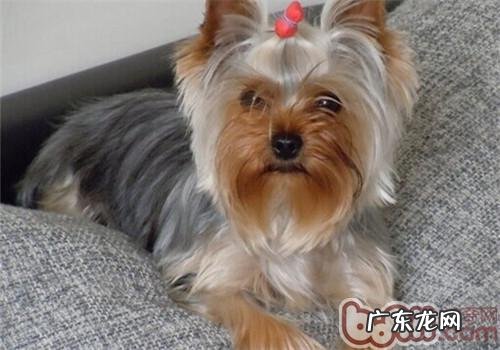 犬心丝虫病的病症