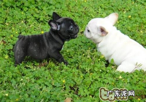 小狗眼睑内翻手术治疗