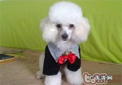 小狗外耳炎的医治