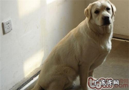 小狗普遍的几类营养缺乏症病症