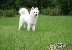 夏天怎样预小宠物防皮肤疾病