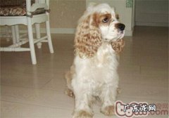 犬甲状腺囊肿功能较为亢奋的医治