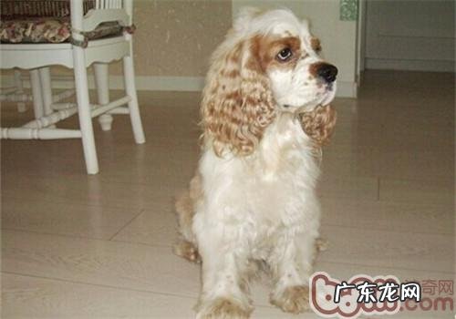 犬甲状腺囊肿功能较为亢奋的医治