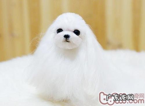 马尔济斯常见疾病之水脑症