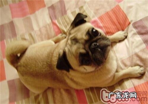 狗狗难产的缘故