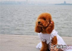 犬肛门口囊炎的手术医治