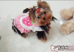 犬膀胱结石的医治