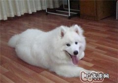 狗狗发情的几类识别方法