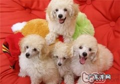 小狗腿抽筋的几类状况