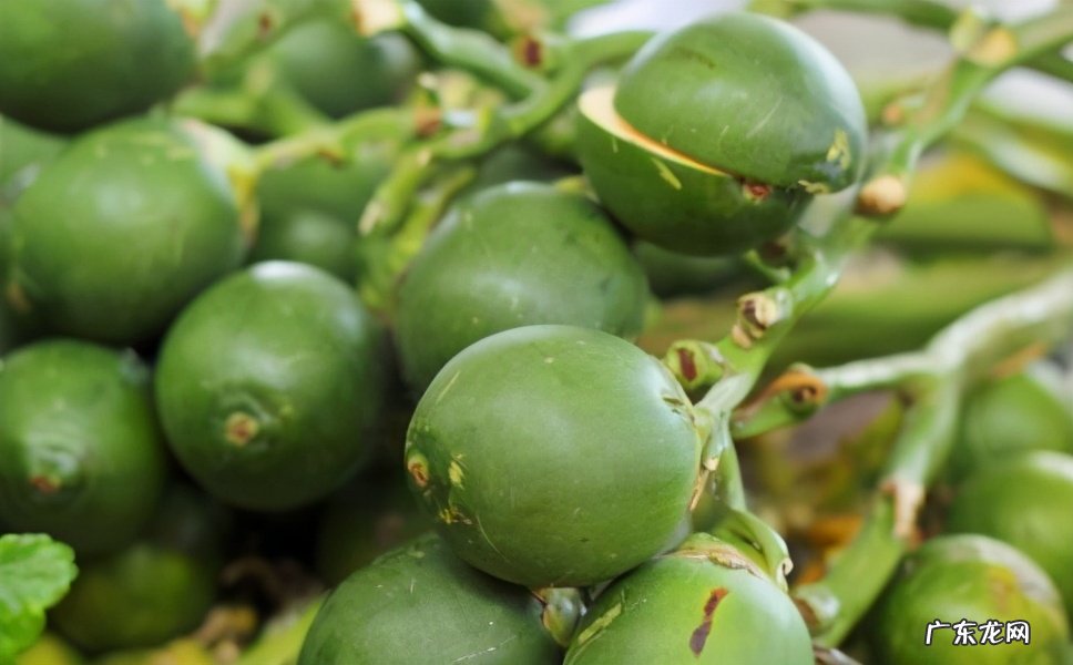 吃槟榔的危害与好处 槟榔是什么东西