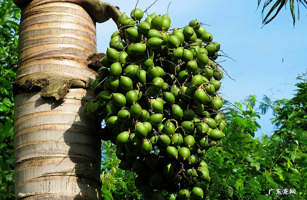 吃槟榔的危害与好处 槟榔是什么东西