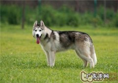 小狗的三大穴道