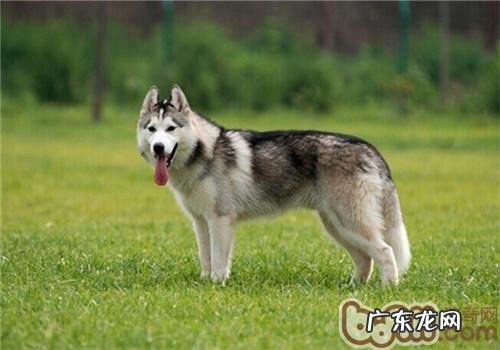 小狗的三大穴道