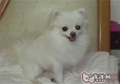 小狗阴茎骨骨折