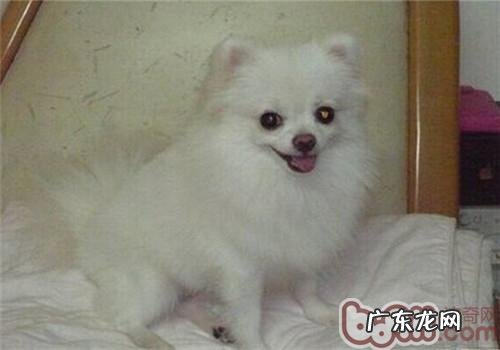 小狗阴茎骨骨折