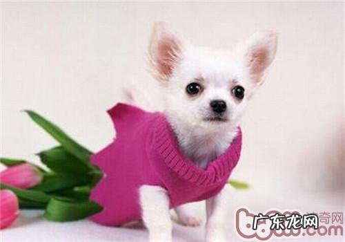 母犬孕妇分娩前的预兆