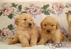 人畜共患病的传播途径是啥