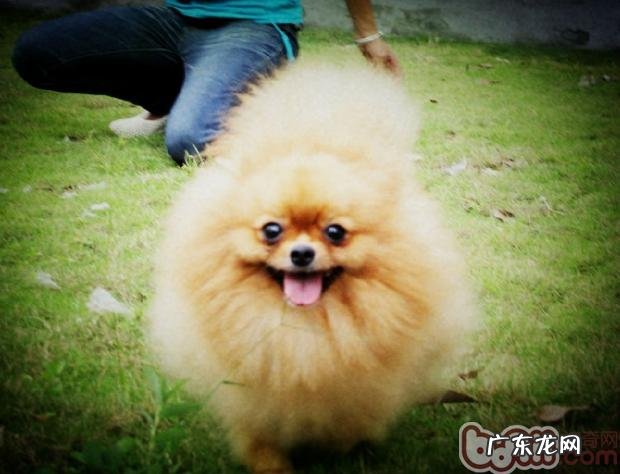 小狗异位性皮炎的临床症状